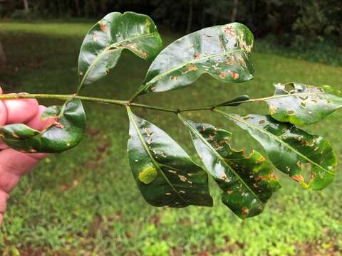 صورة Dysoxylum fraserianum (A. Juss.) Benth.