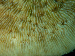 Image of bracket coral