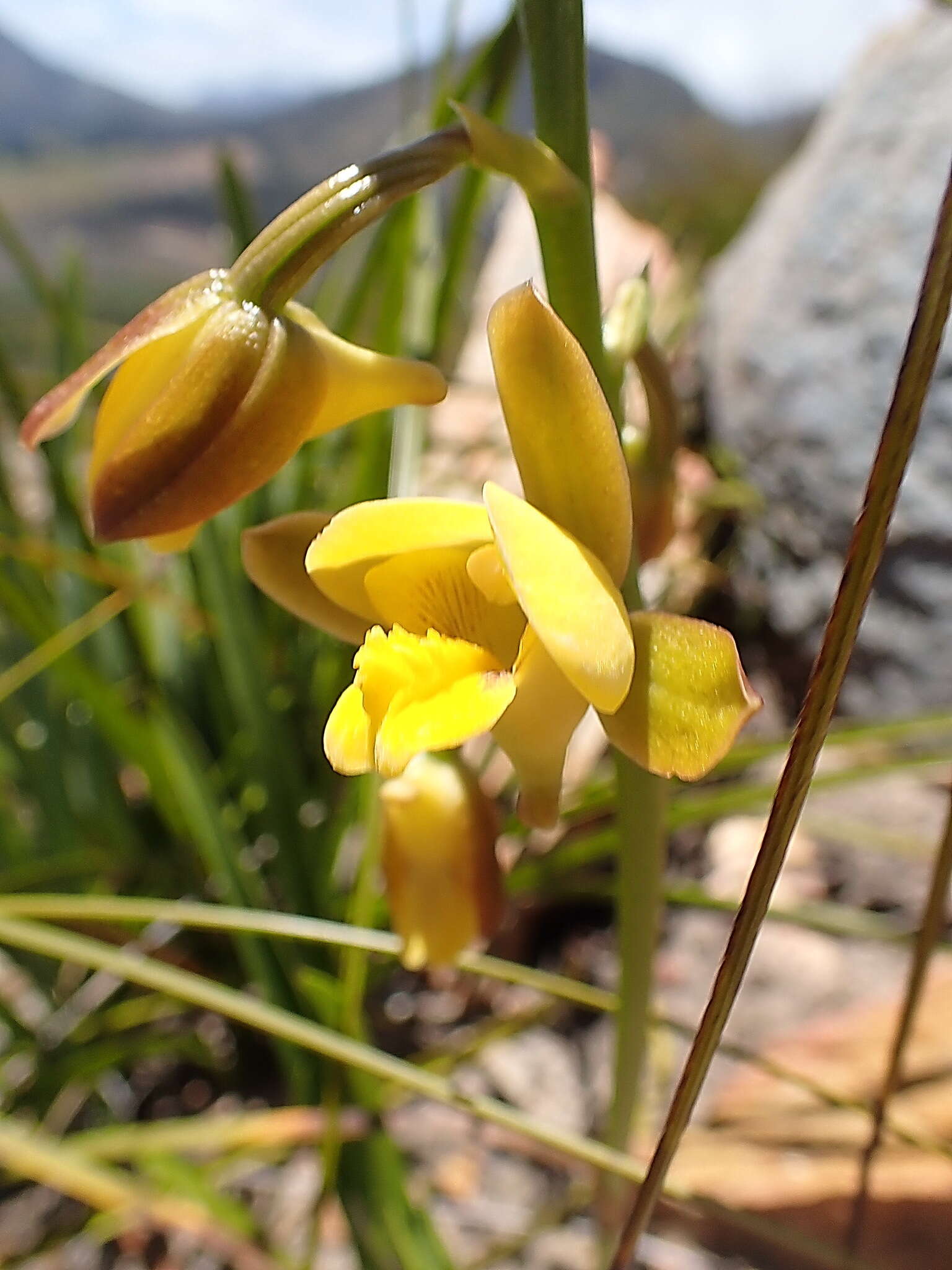 Eulophia platypetala Lindl.的圖片