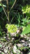 Image de Smilax illinoensis Mangaly