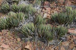 Image of Toumey's century plant