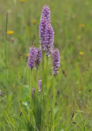 Image of Dactylorhiza grandis (Druce) P. F. Hunt