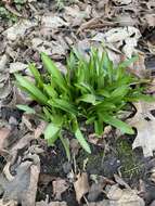 Image of Hispanic hyacinthoides