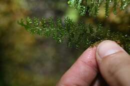 Image of aerialroot bristle fern