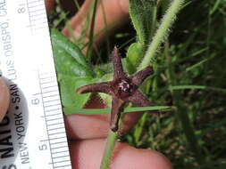 Image of star milkvine