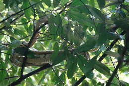 Image of Dog-toothed Cat Snake