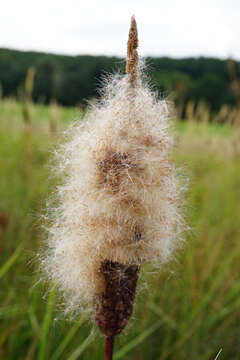 Image of Typha shuttleworthii W. D. J. Koch & Sond.