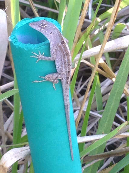 Image of Bahaman brown anole