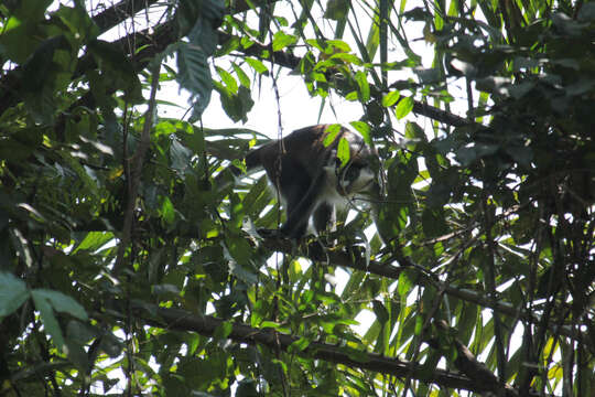 Cercopithecus ascanius (Audebert 1799) resmi