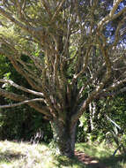 Image of Silver beech