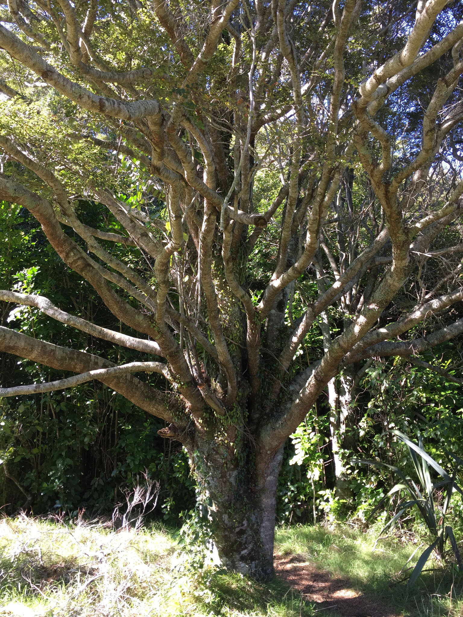 Imagem de Nothofagus menziesii (Hook. fil.) Oerst.