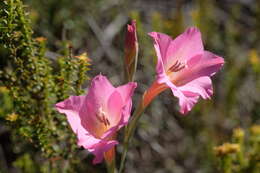 Imagem de Gladiolus meridionalis G. J. Lewis