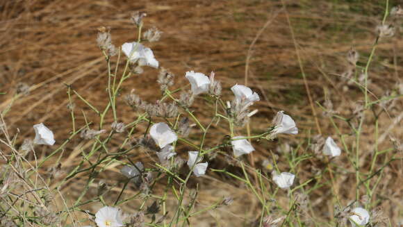 Image of Convolvulus virgatus Boiss.