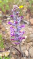 Image of Lachenalia orchioides subsp. parviflora (W. F. Barker) G. D. Duncan