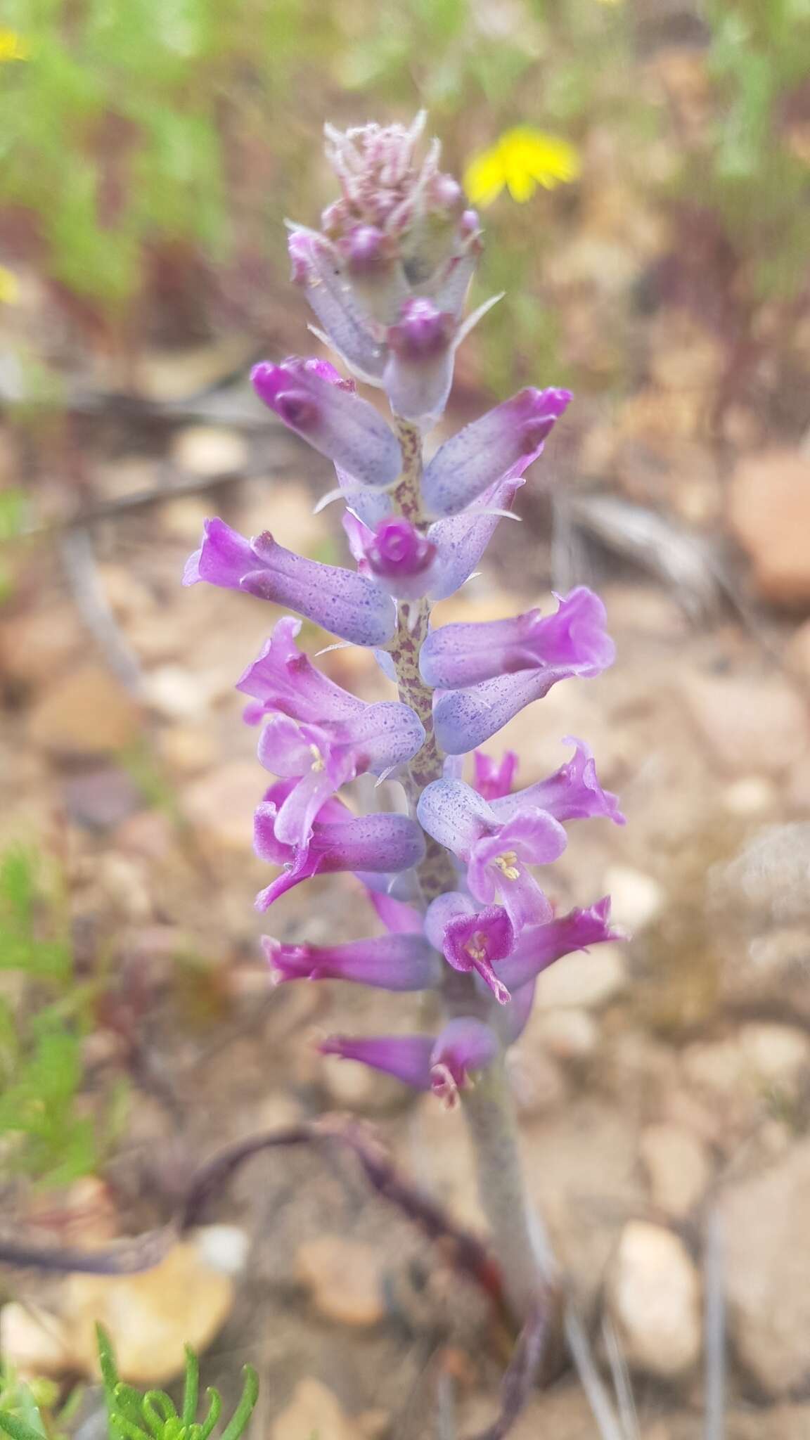 Image of Lachenalia orchioides subsp. parviflora (W. F. Barker) G. D. Duncan