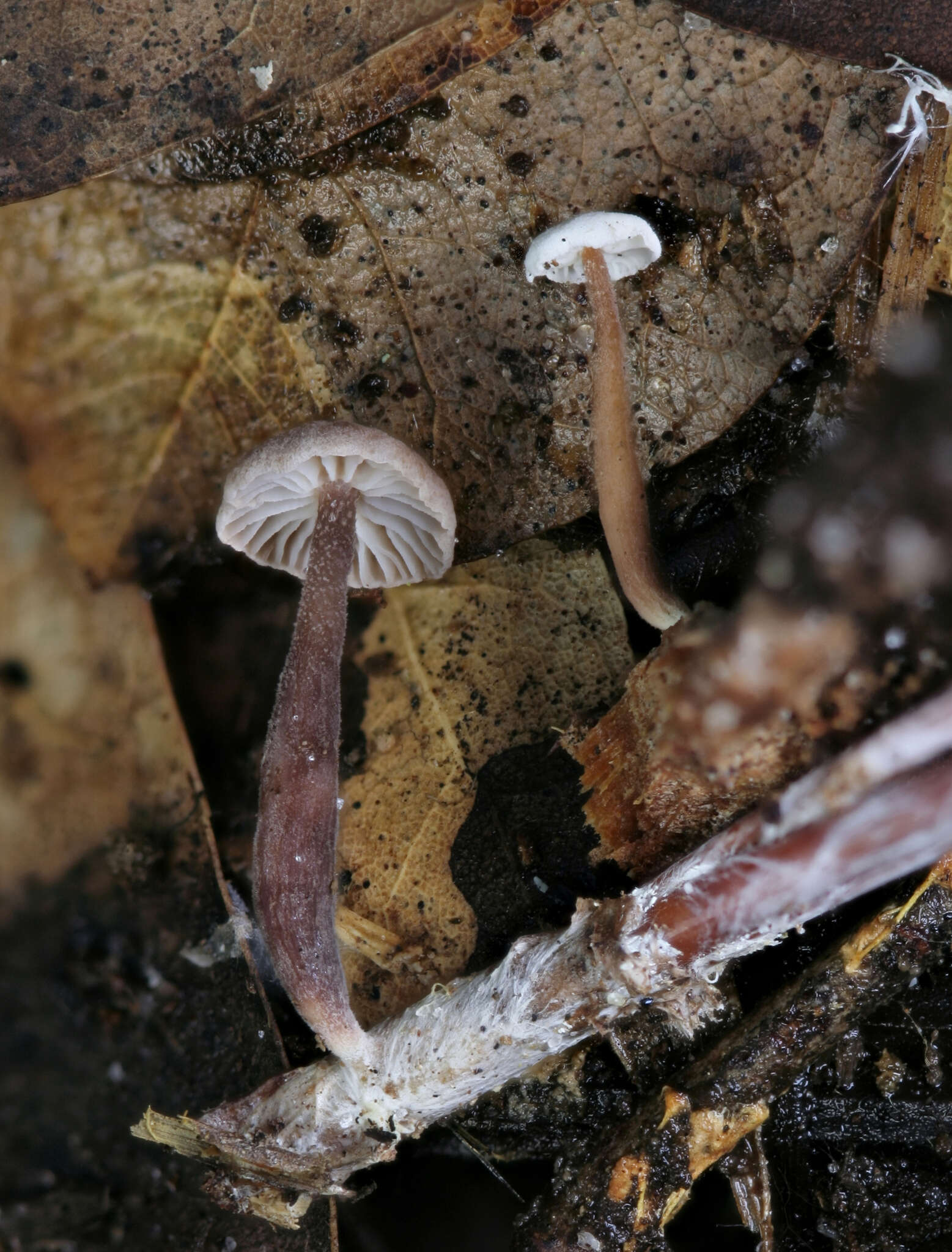 Image of Marasmiellus praeacutus (Ellis) Halling 1987