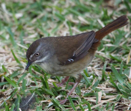 Image of White-browed Scrubwren