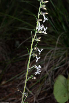 Image of San Luis Mountain ipomopsis