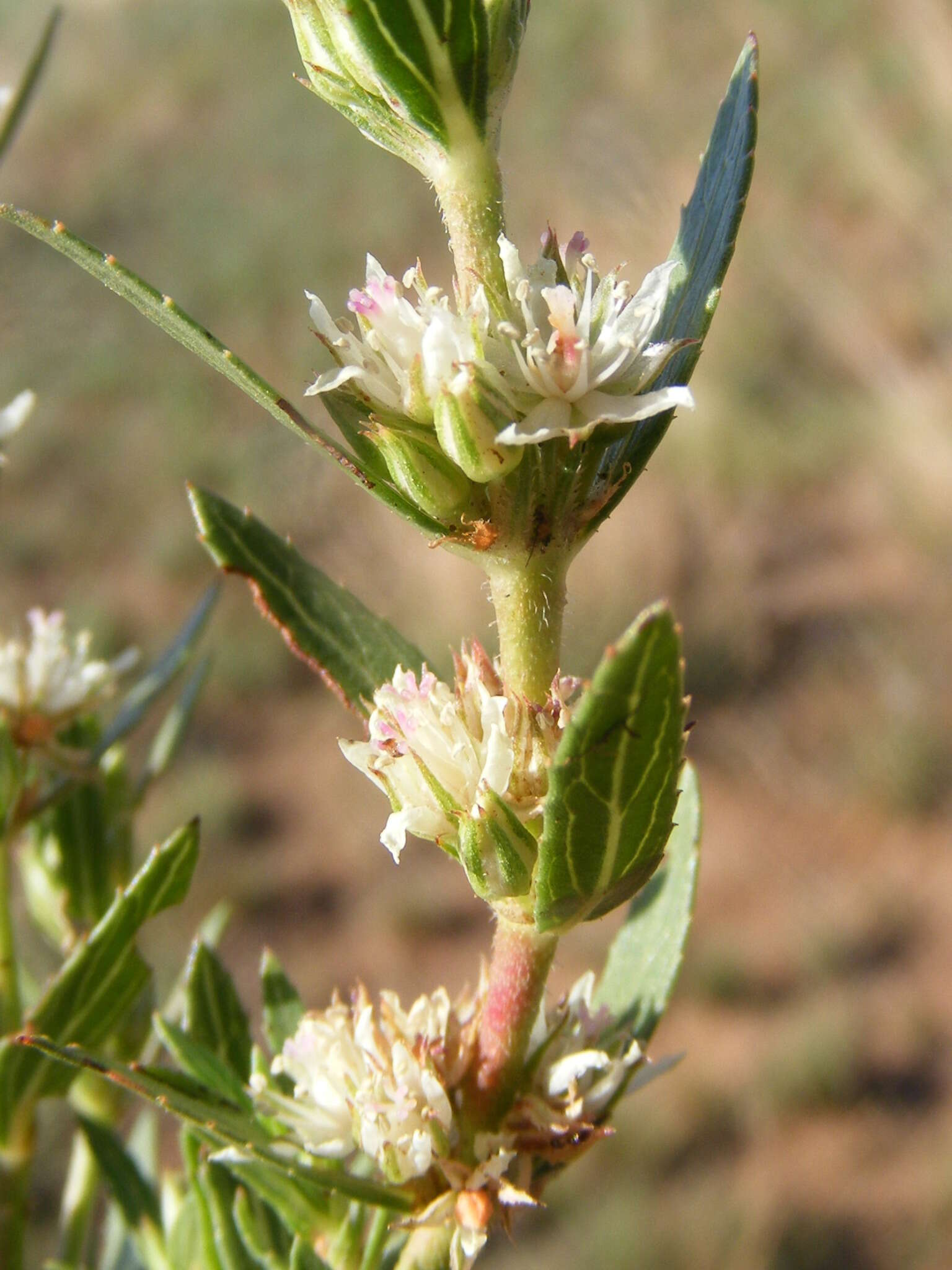 Image of Bergia decumbens Planch. ex Harv.