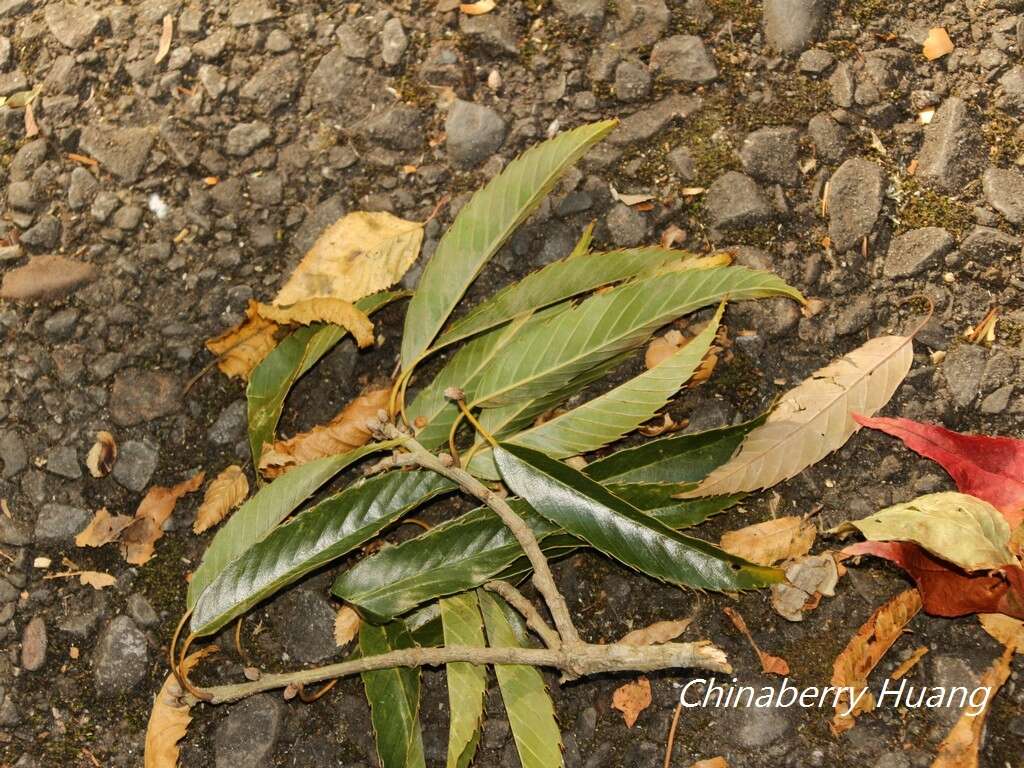 Imagem de Quercus stenophylloides Hayata