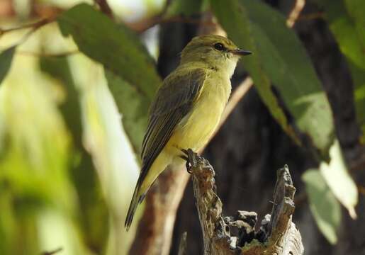 Image of Lemon-bellied Flycatcher