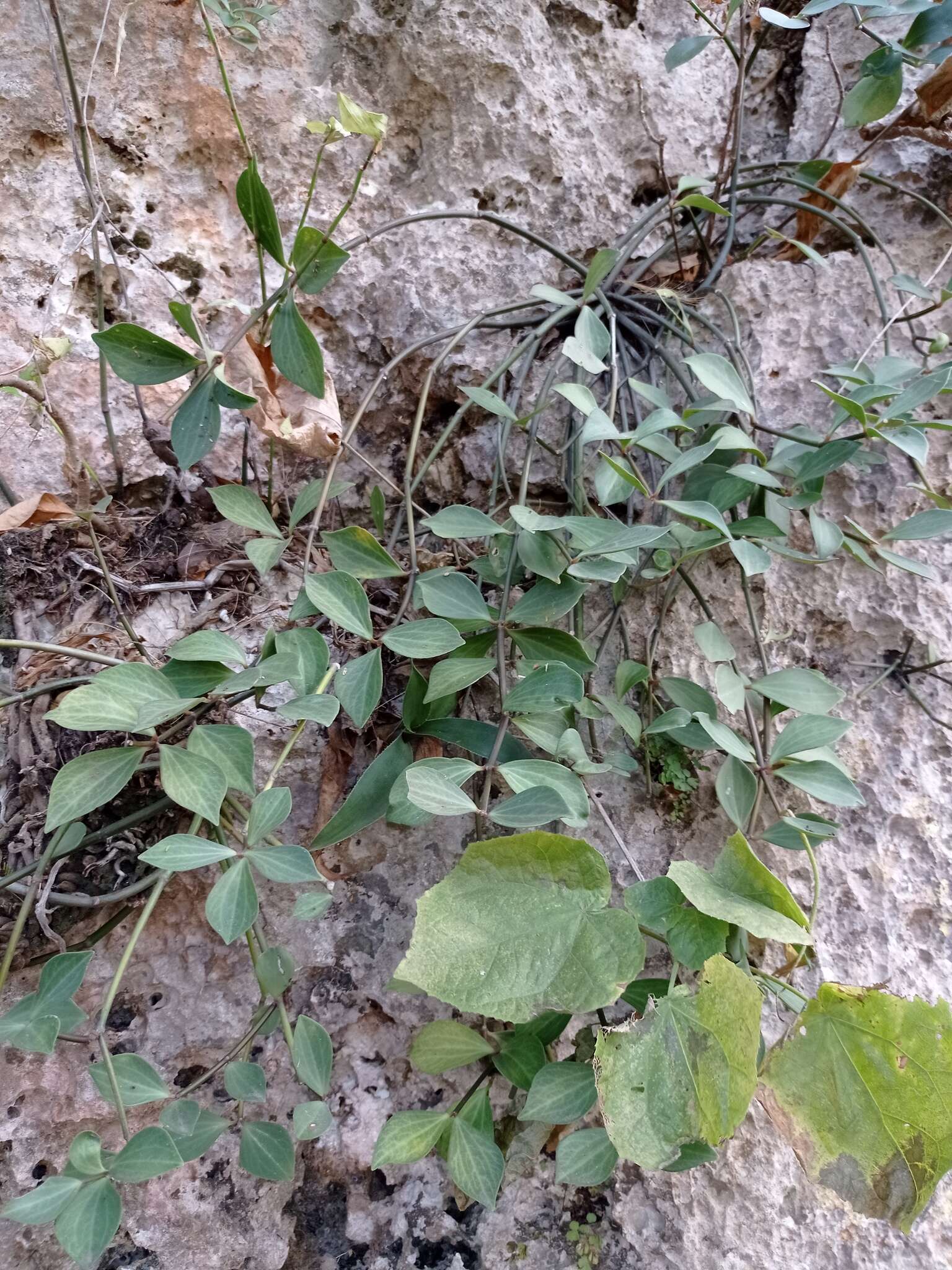 Image of Peperomia angustata Kunth