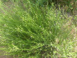 Image of Erigeron foliosus var. foliosus