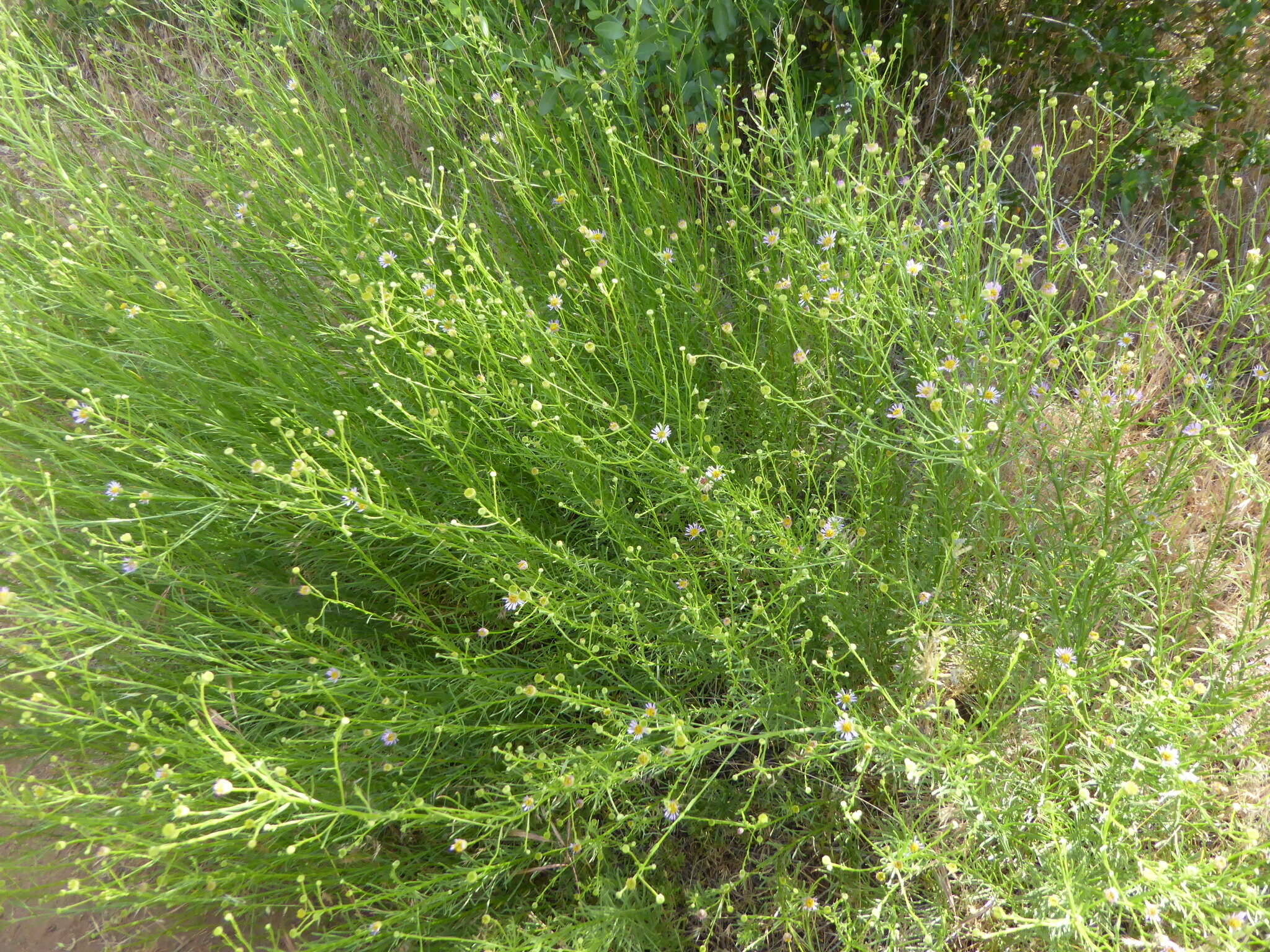 Image of Erigeron foliosus var. foliosus