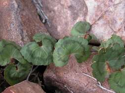 Image of Pelargonium antidysentericum subsp. zonale A. G. Scheltema