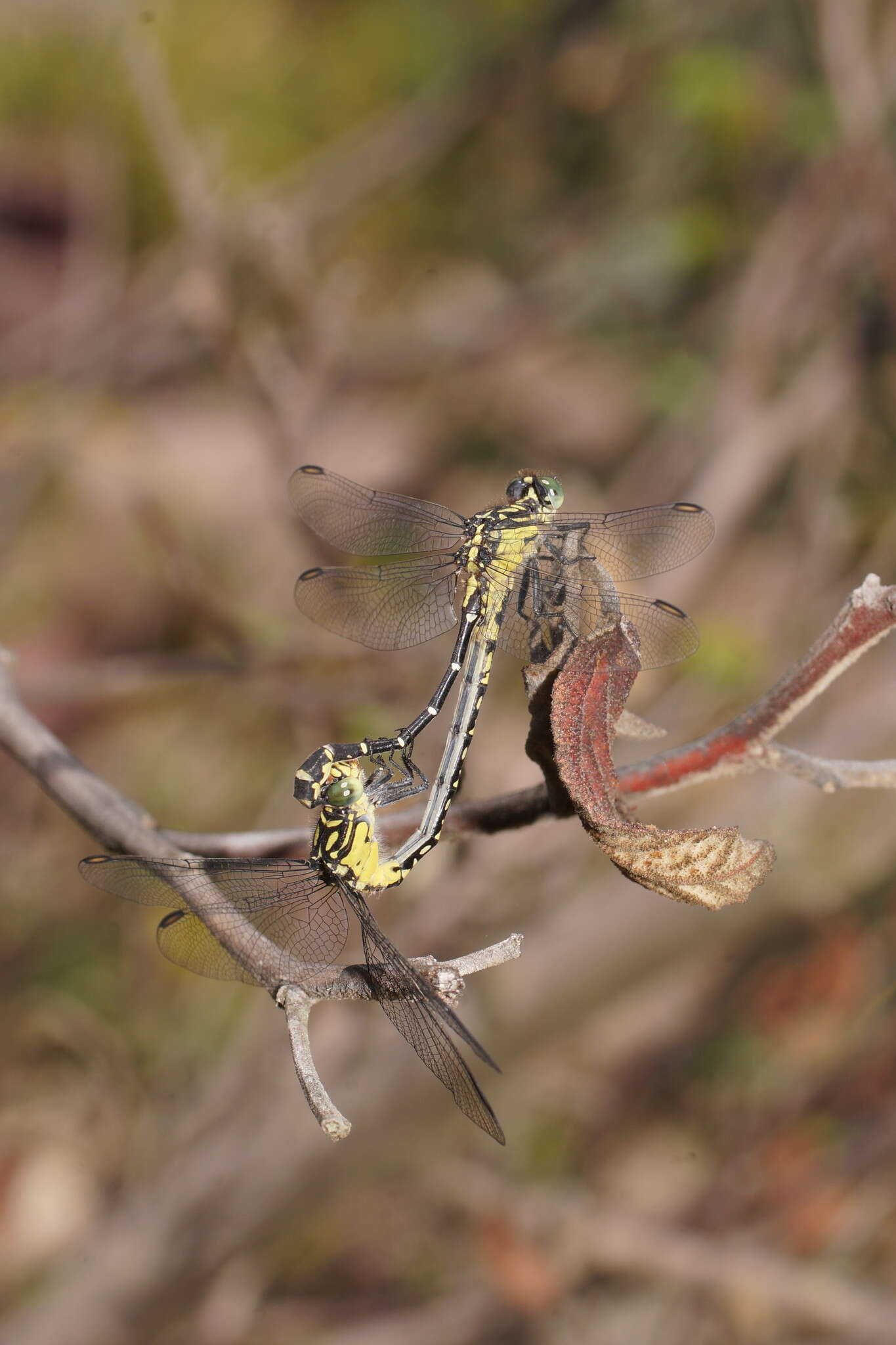 Image of Hemigomphus gouldii (Selys 1854)