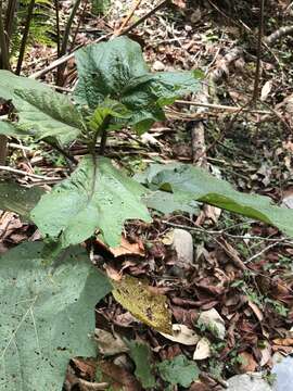 Image de <i>Solanum peikuoensis</i>