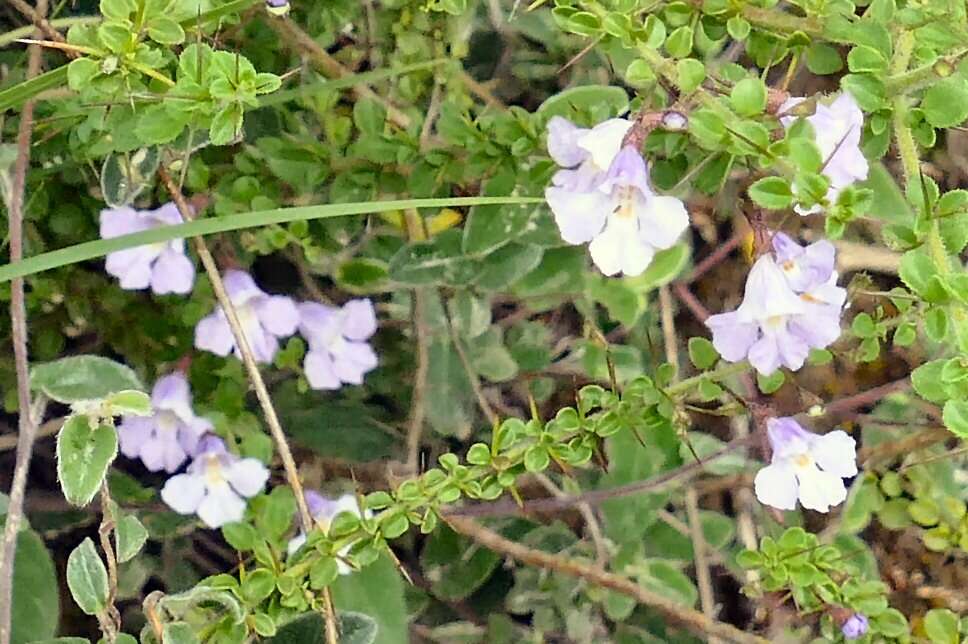 Prostanthera spinosa F. Muell. resmi