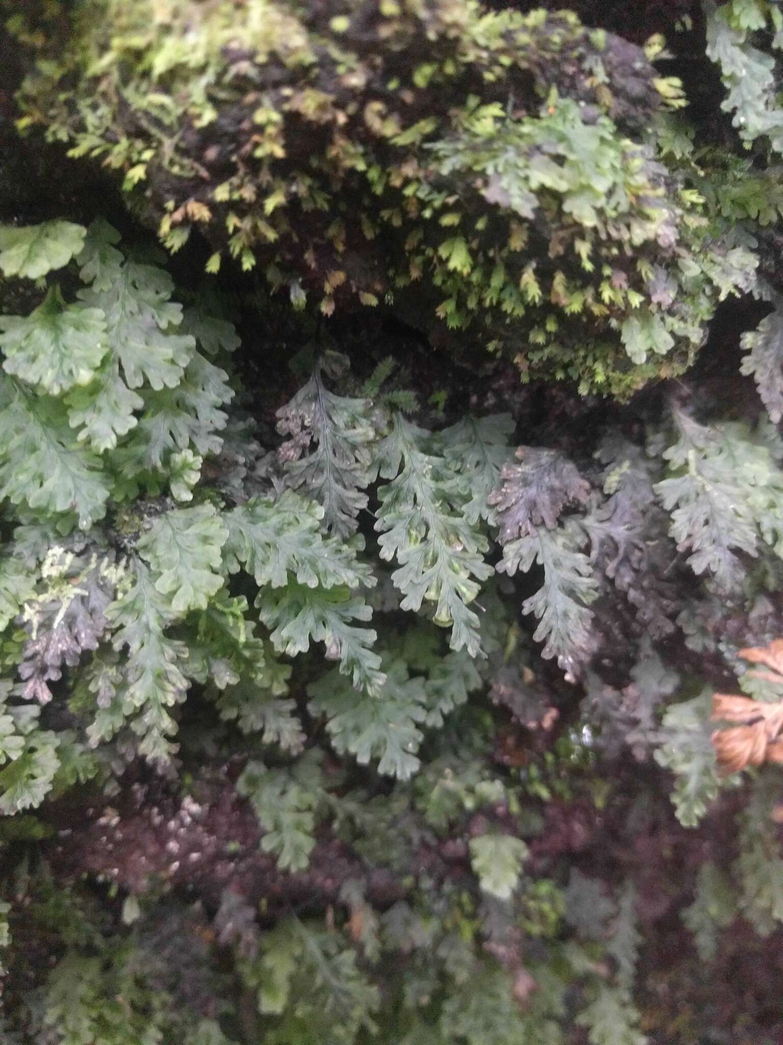 Image of Hawai'i bristle fern