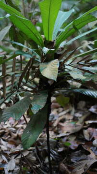 Image of Agrostistachys indica Dalzell