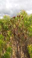 Image of Leucadendron coniferum (Thunb.) Meissn.