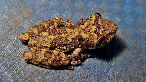 Image of Bandeirantes Snouted Treefrog