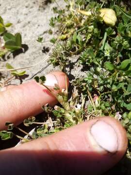 Image of bird clover