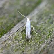 Image of Speckled Argyresthia