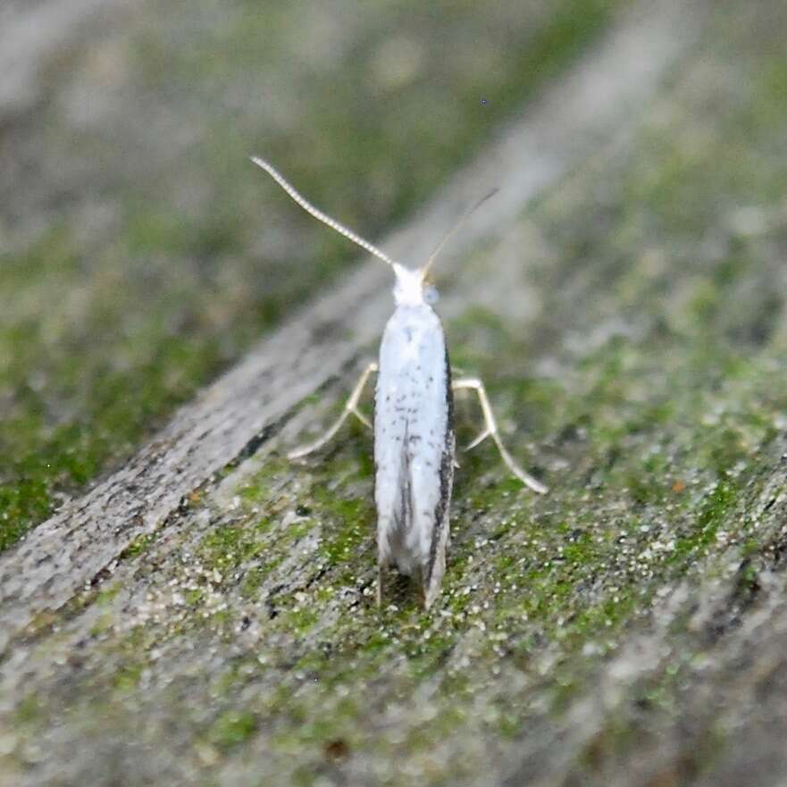 Image of Speckled Argyresthia