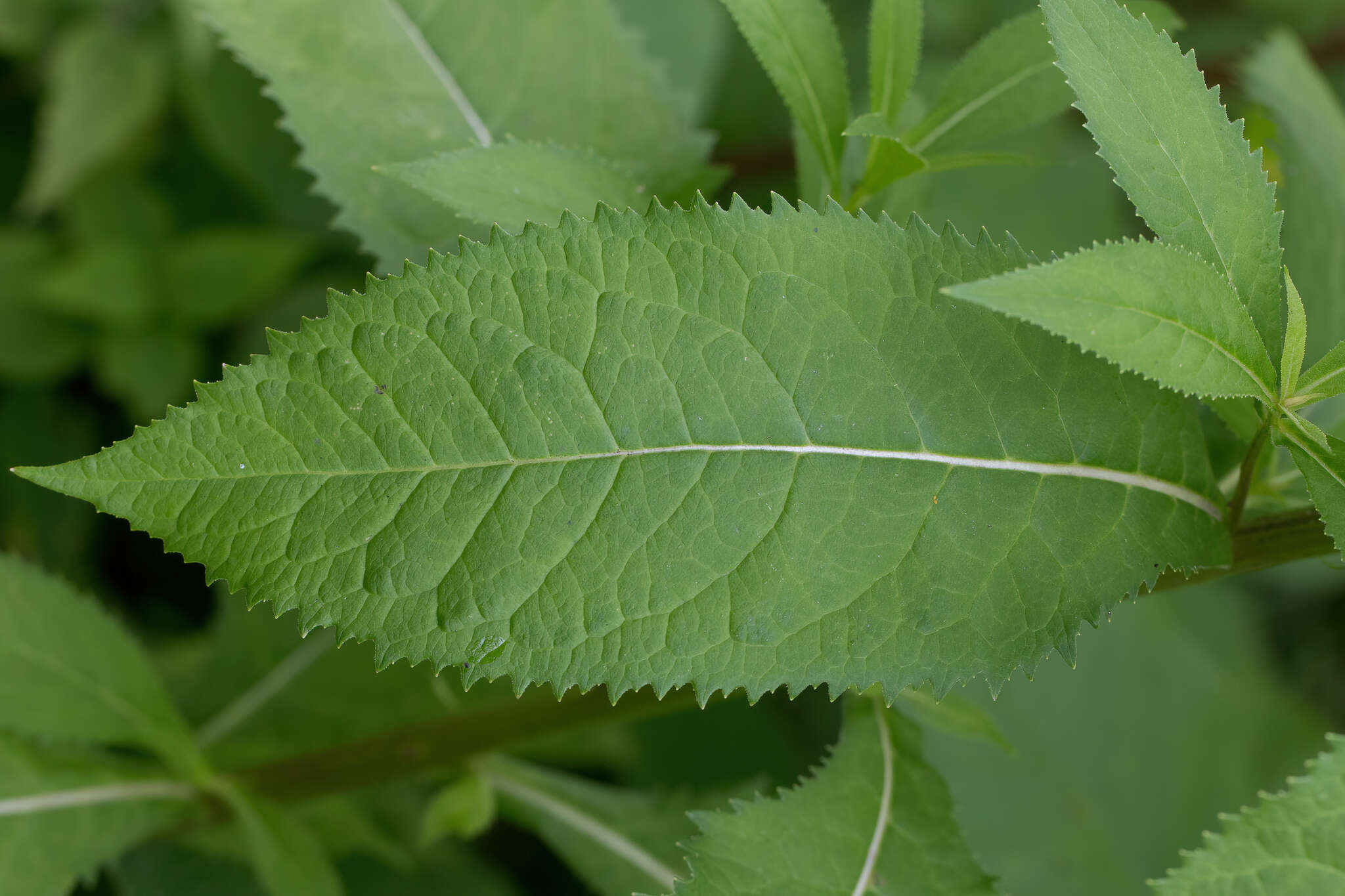 Image of Senecio nemorensis subsp. jacquinianus (Rchb.) Celak.