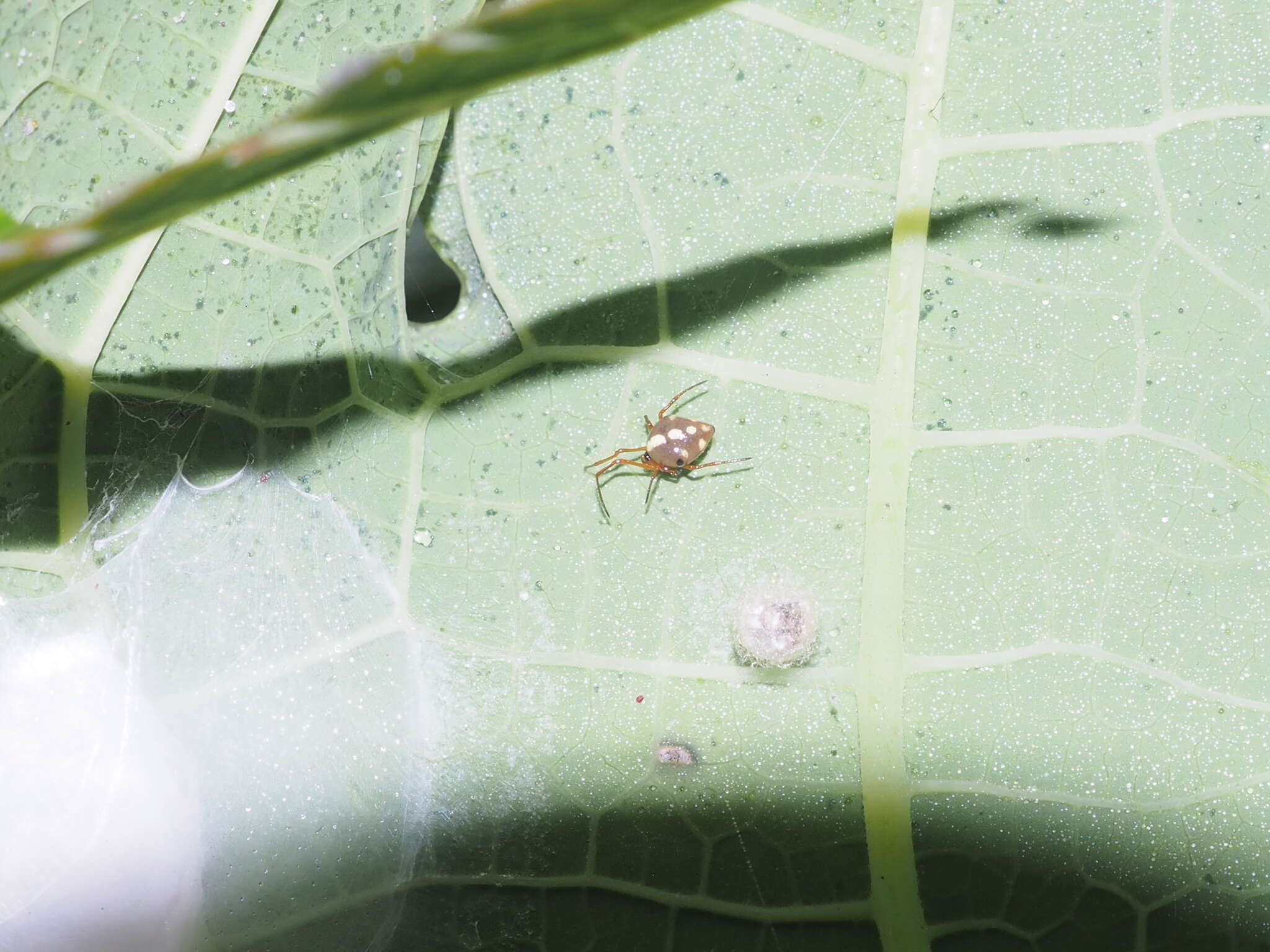 Image of Theridion quadratum (O. Pickard-Cambridge 1882)