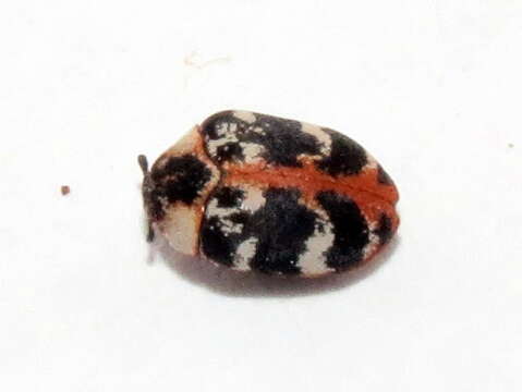 Image of carpet beetle