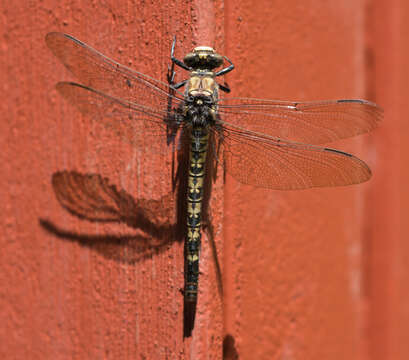 Image of Tanypteryx Kennedy 1917