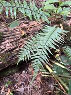 Image of Forest Spleenwort