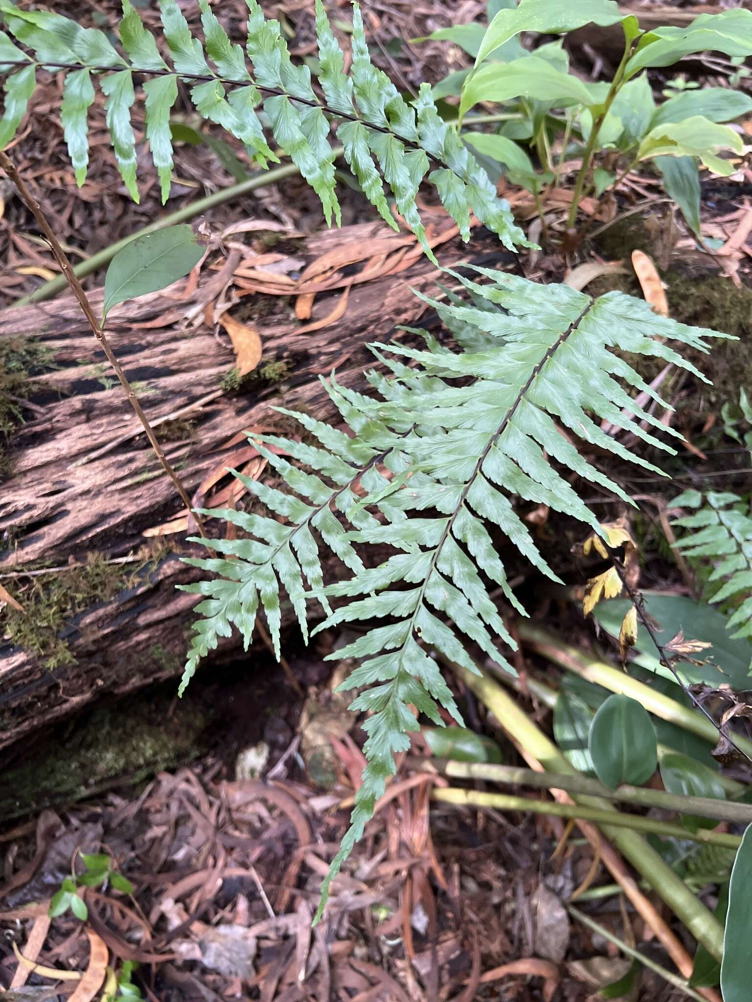 Image of Forest Spleenwort