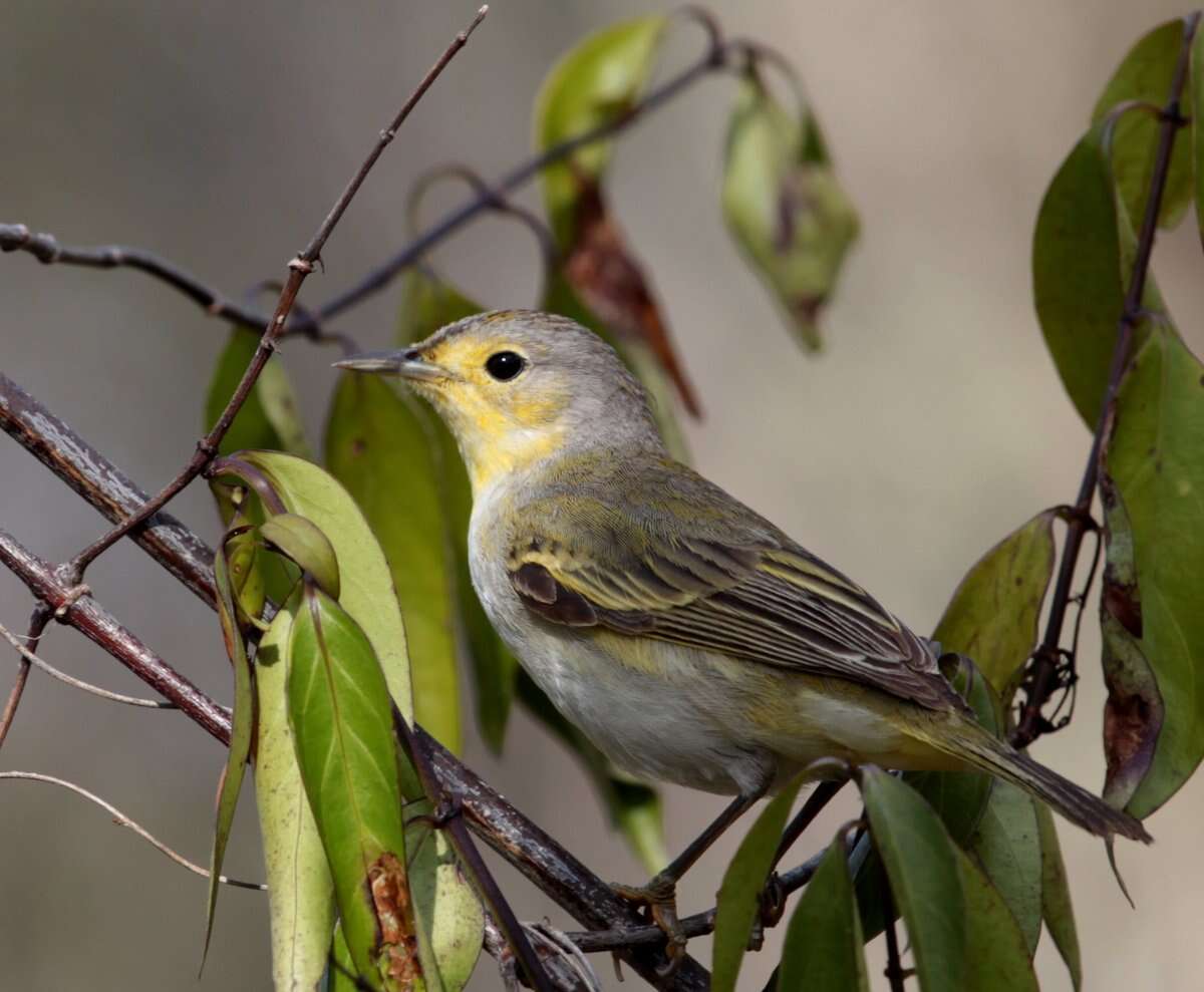 Image of Setophaga petechia aureola (Gould 1839)