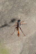 Слика од Ammophila aberti Haldeman 1852