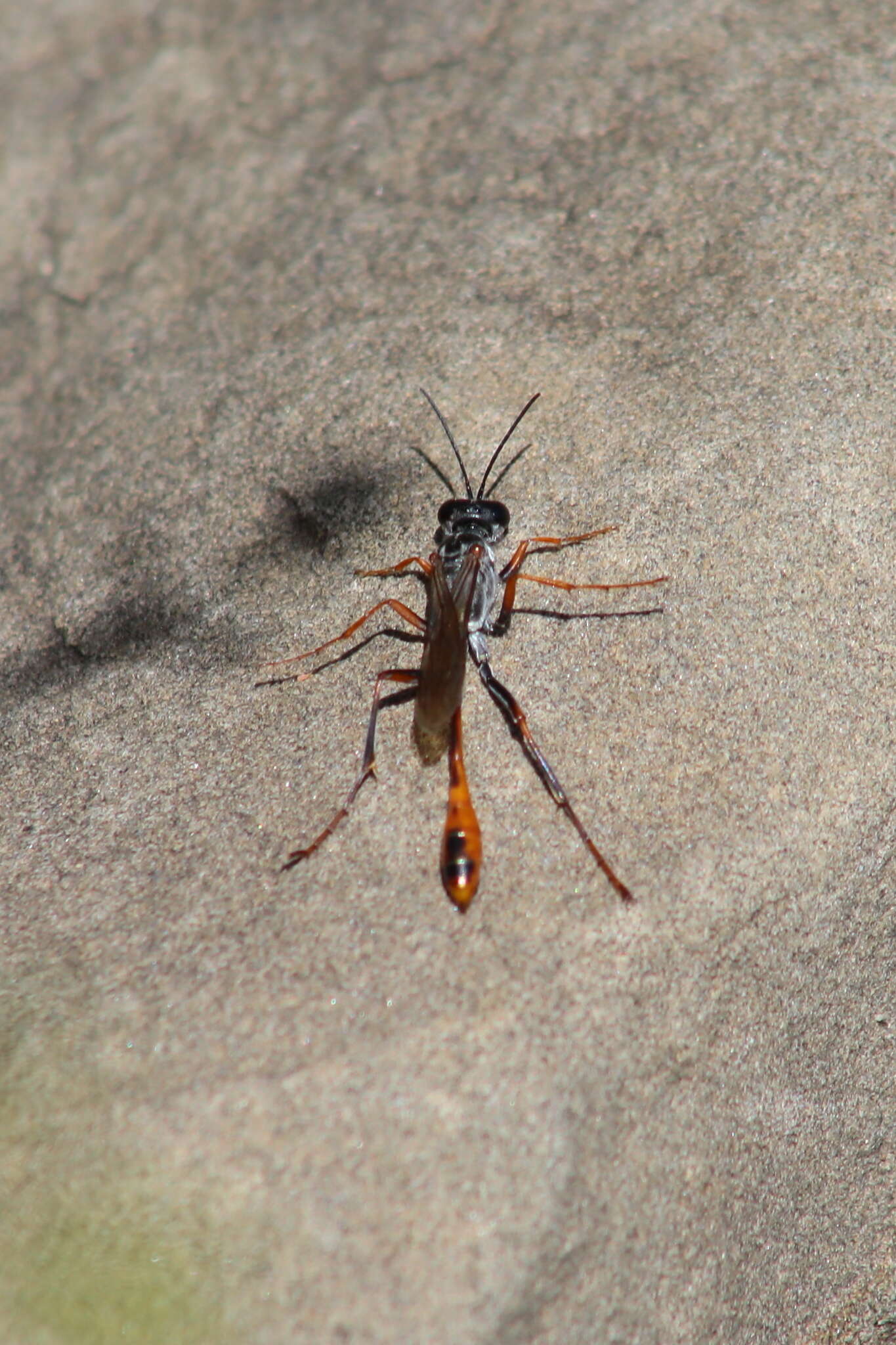 Слика од Ammophila aberti Haldeman 1852