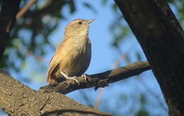 Image of Little Thornbird