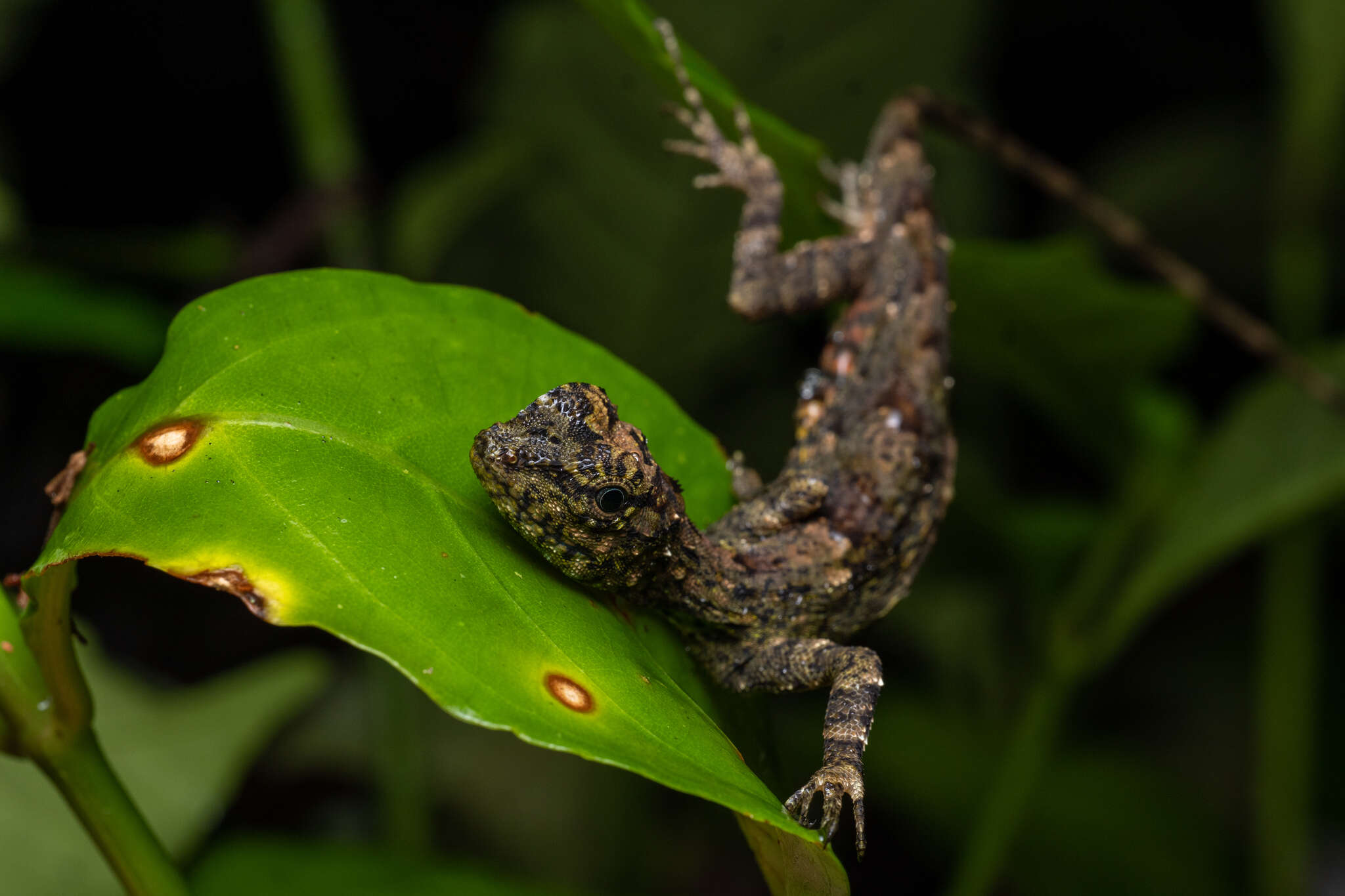 Image of White-spotted Flying Lizard